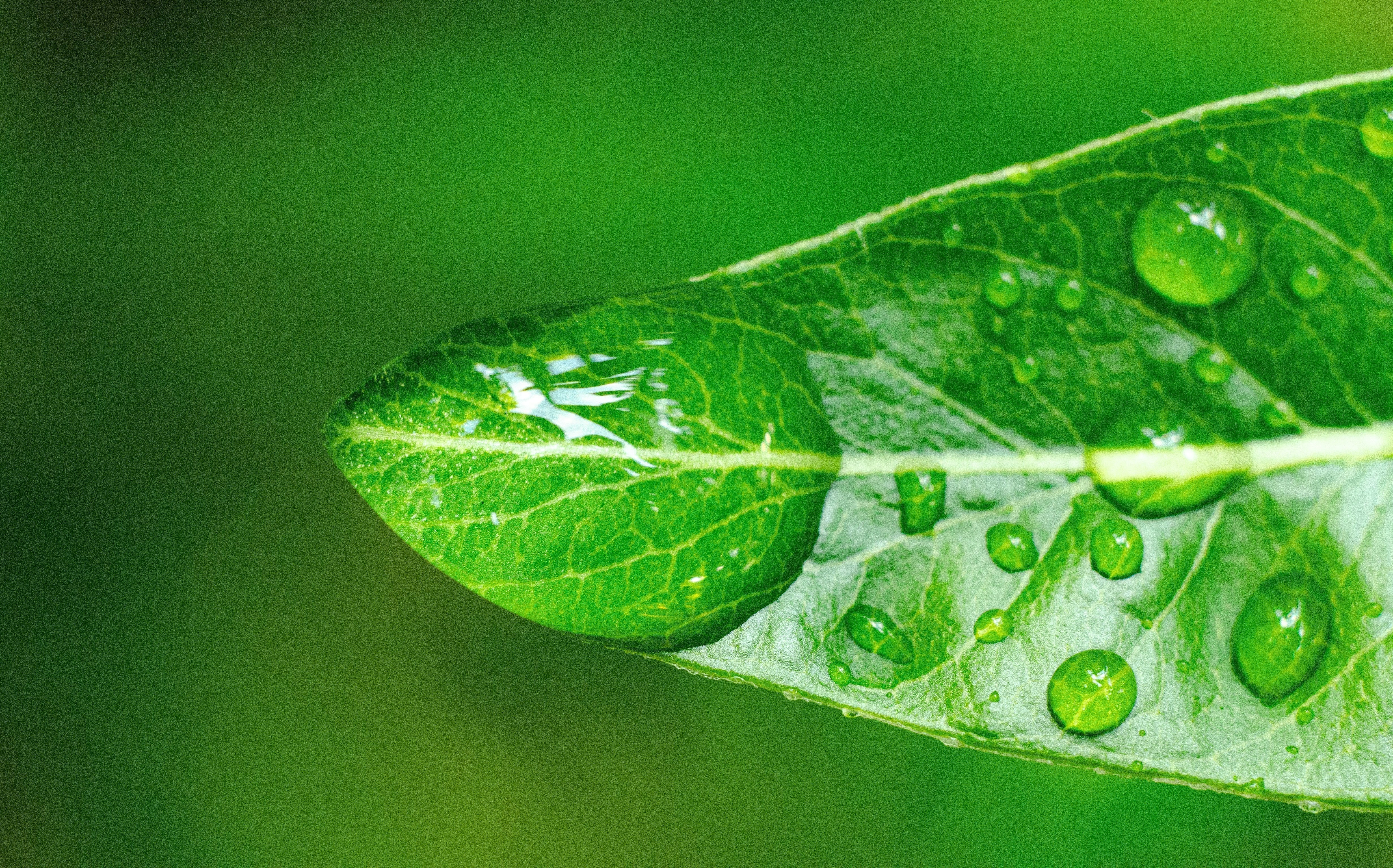 Celebrating Earth Day with Enviroflute: Packaging with a Purpose